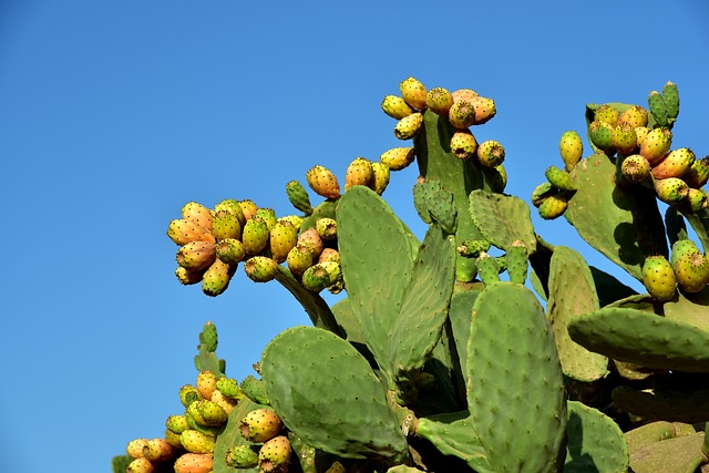 kaktusfeige-opuntia-ficus-indica-gegen-kater.jpg